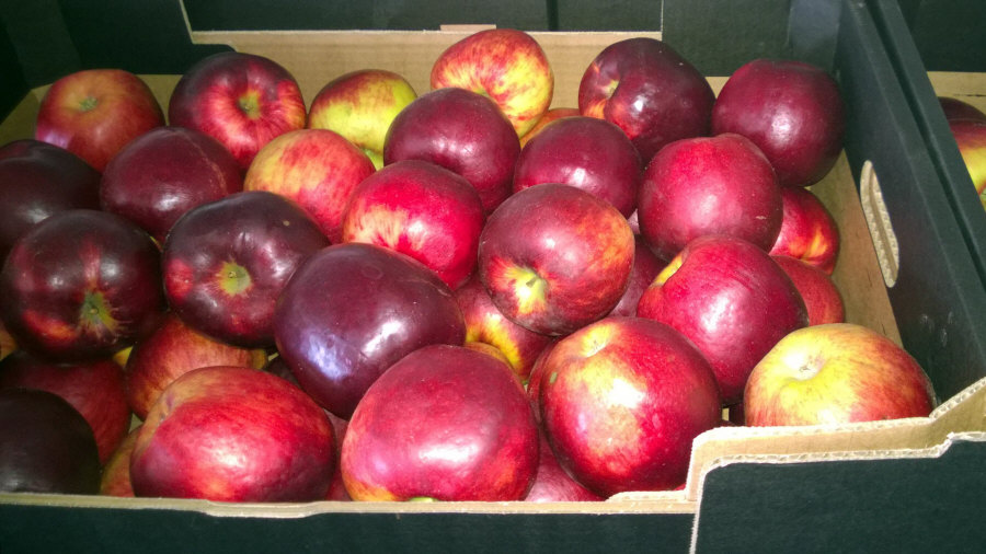 Lengyel gyümölcs exportőr, alma, körte, szilva, cseresznye, nagykereskedelem Lengyelország 01